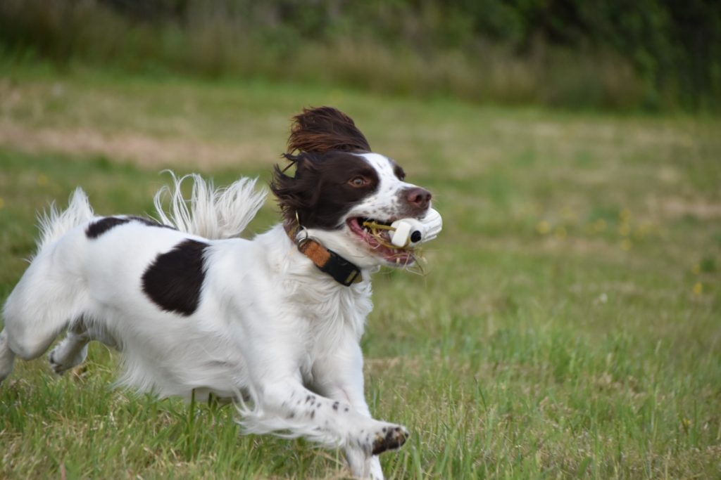 springer spaniel gundog training 