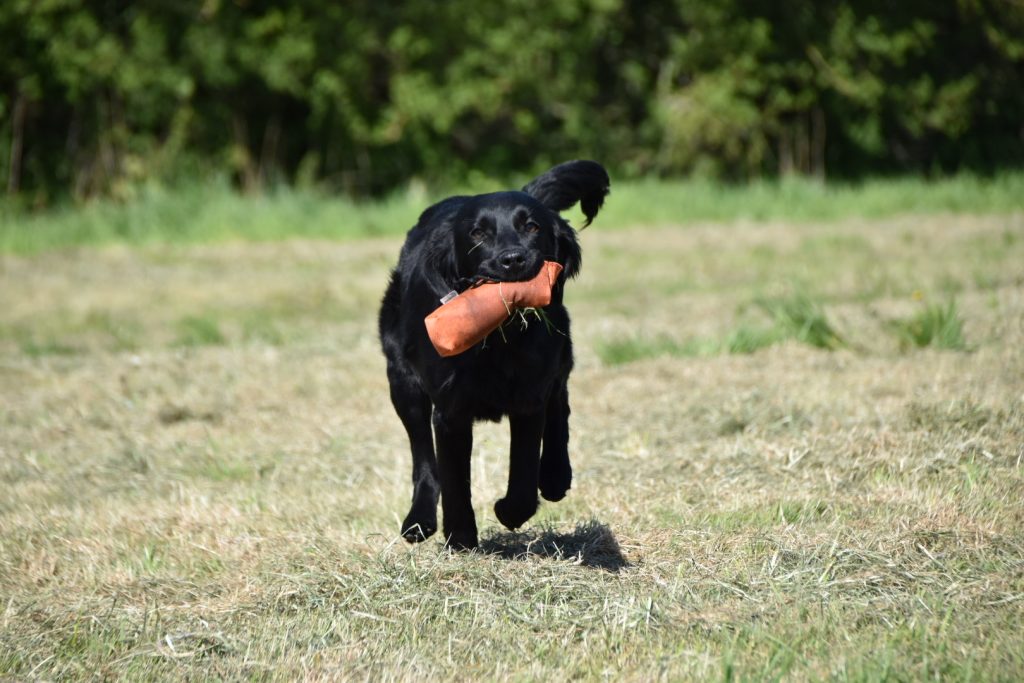 gundog puppy flatcoat retriever training