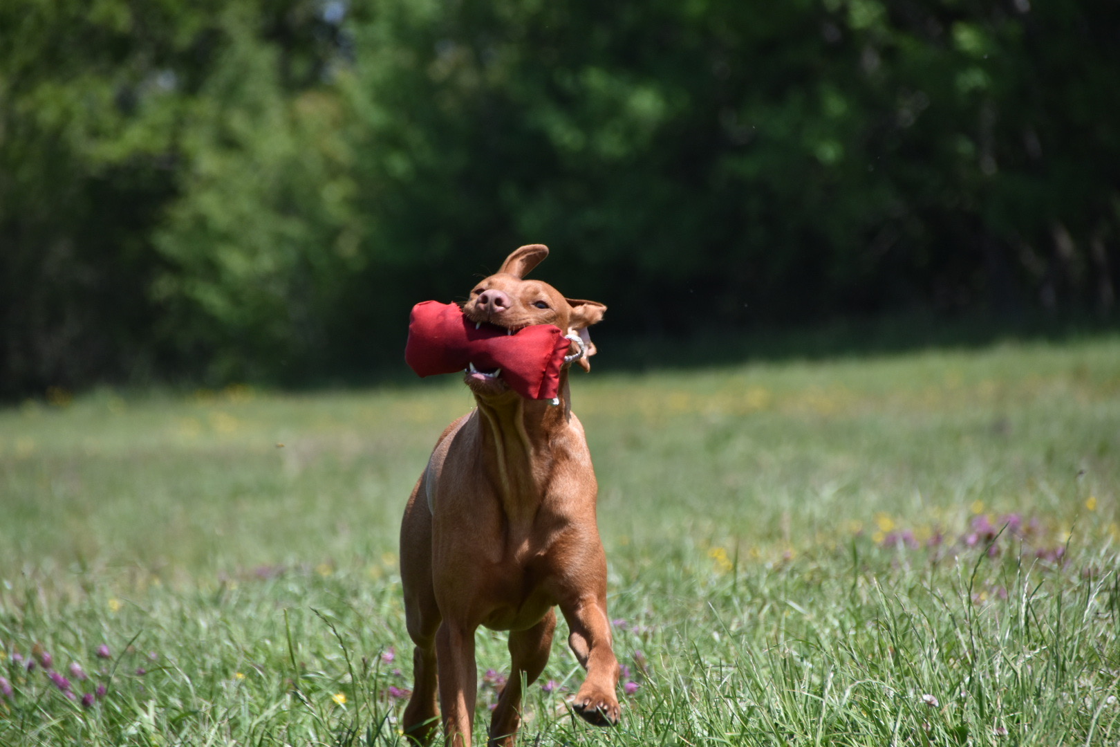 gundog training hungarian vizsla