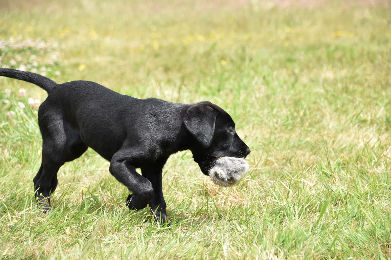 labrador puppy gundog training