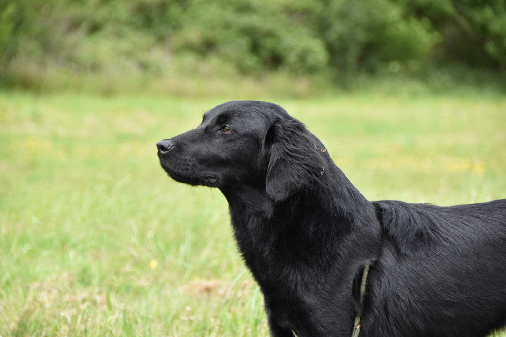gundog training tessleymoor way flatcoat retriever