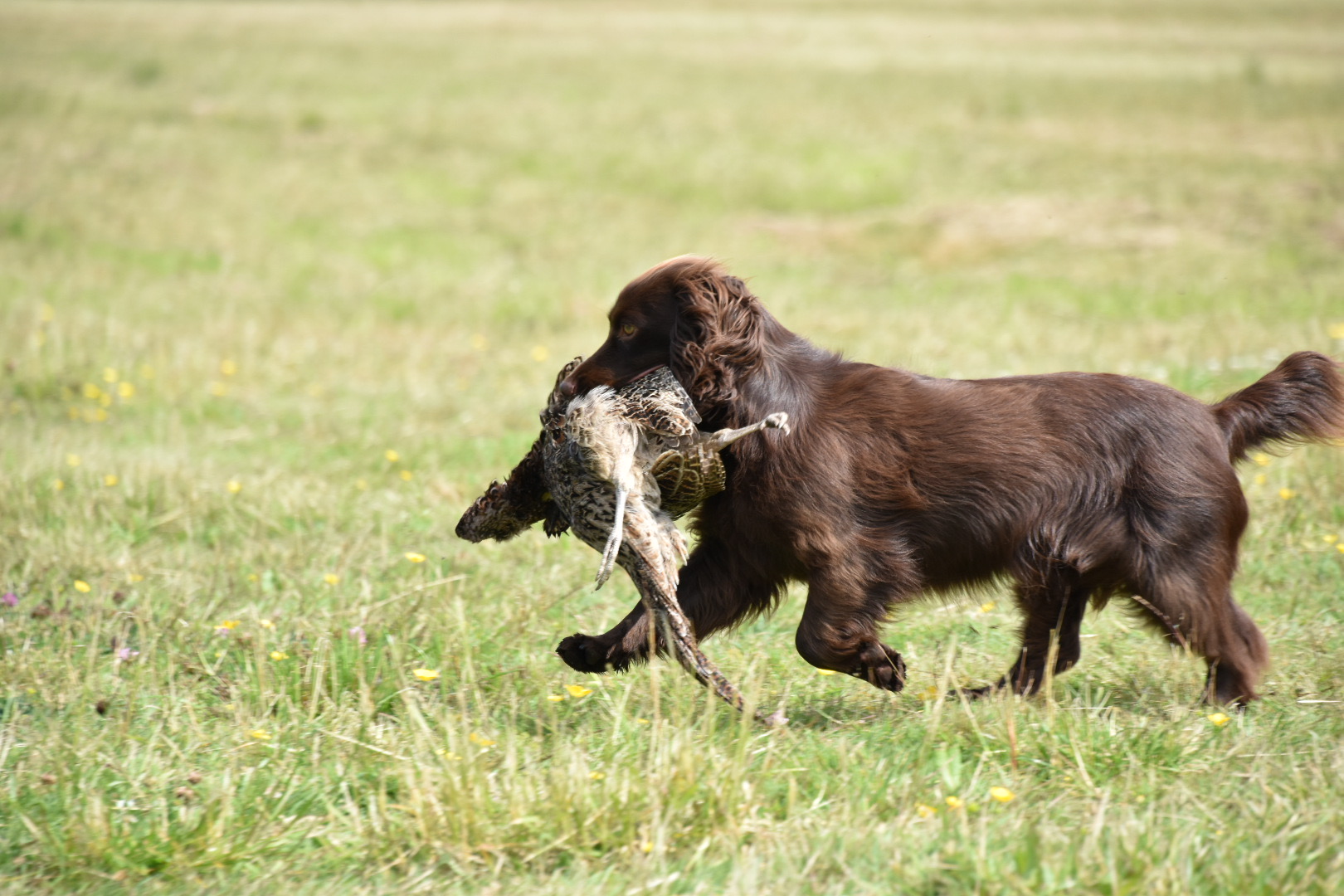 cold game training cocker spaniel