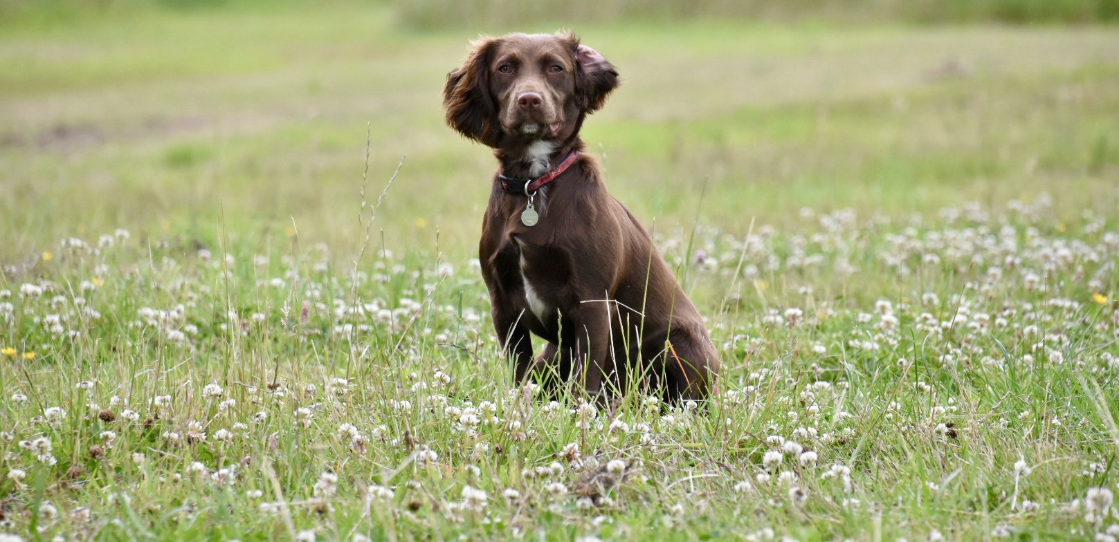 dog training a sprocker