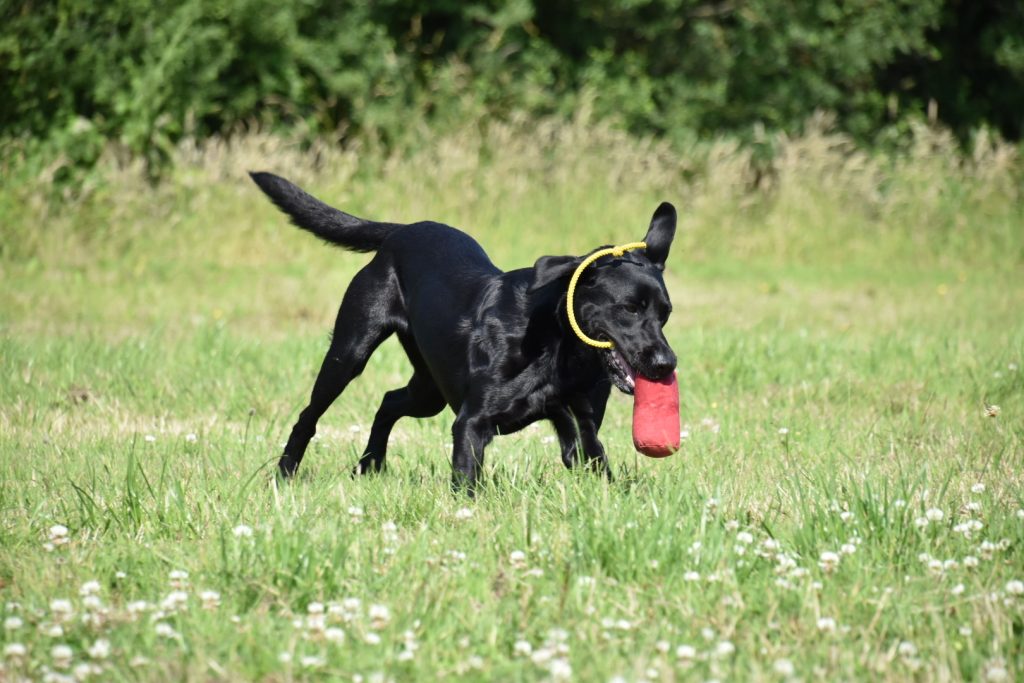 gundog training labrador shooting season