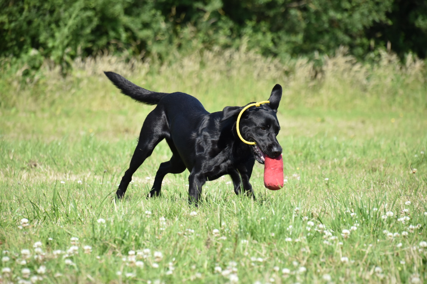 gundog training labrador shooting season