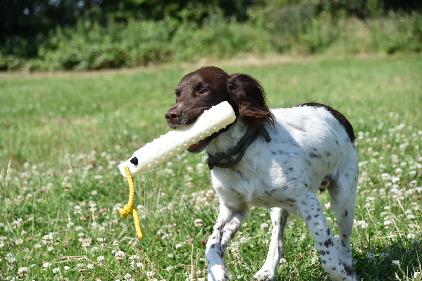 gundog training puppy springer spaniel