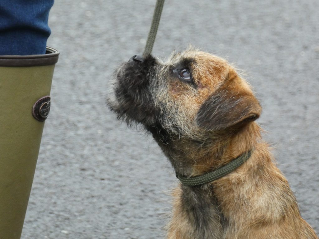 Border Terrier Puppy Training Tessleymoor Gundogs