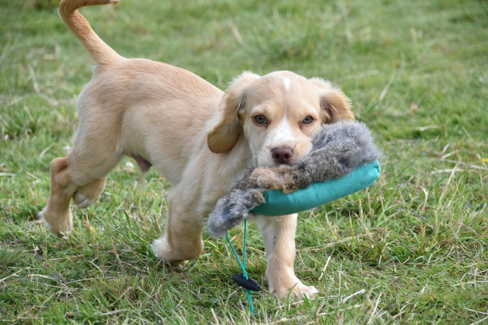 cocker spaniel sad loss as a puppy