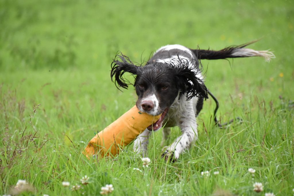 rescue springer spaniel gundog training virtual dog training