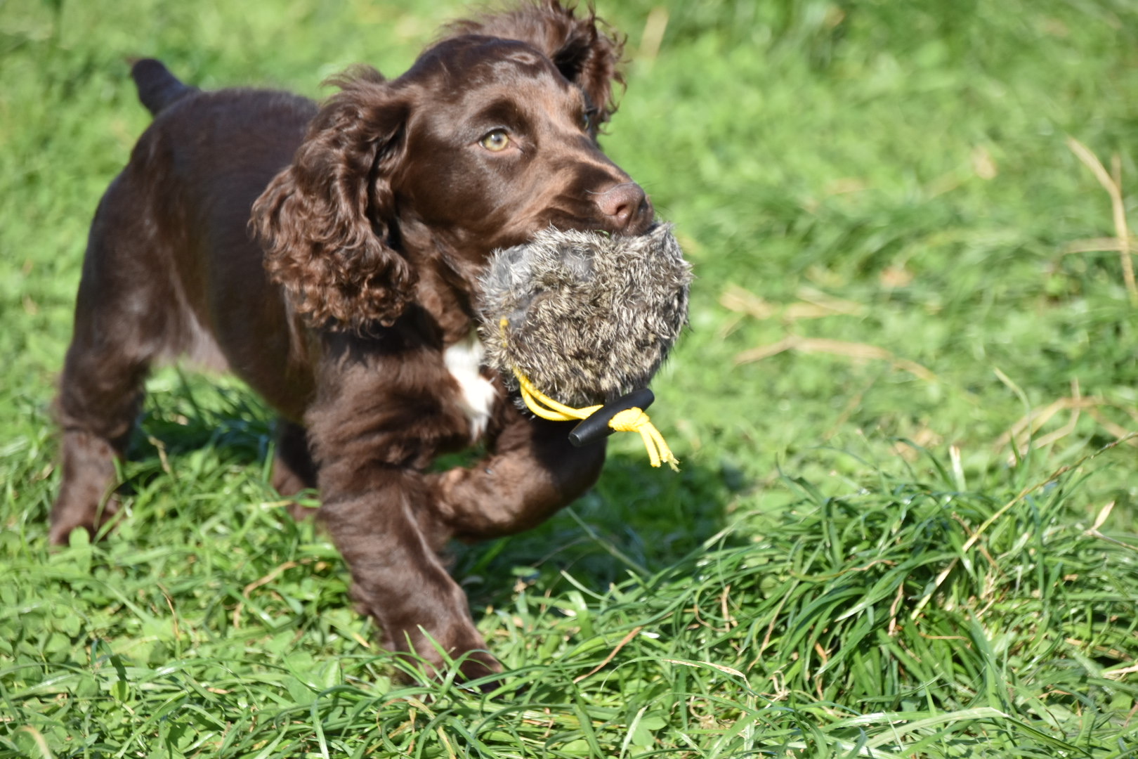 virtual puppy training cocker spaniel