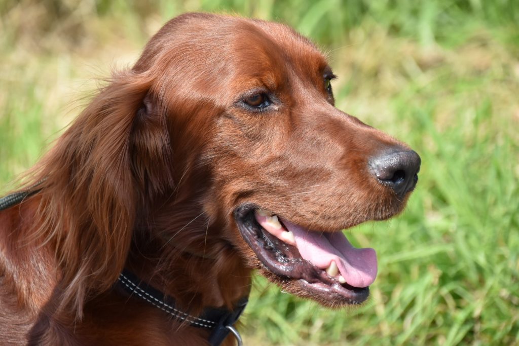 dog training irish red setter