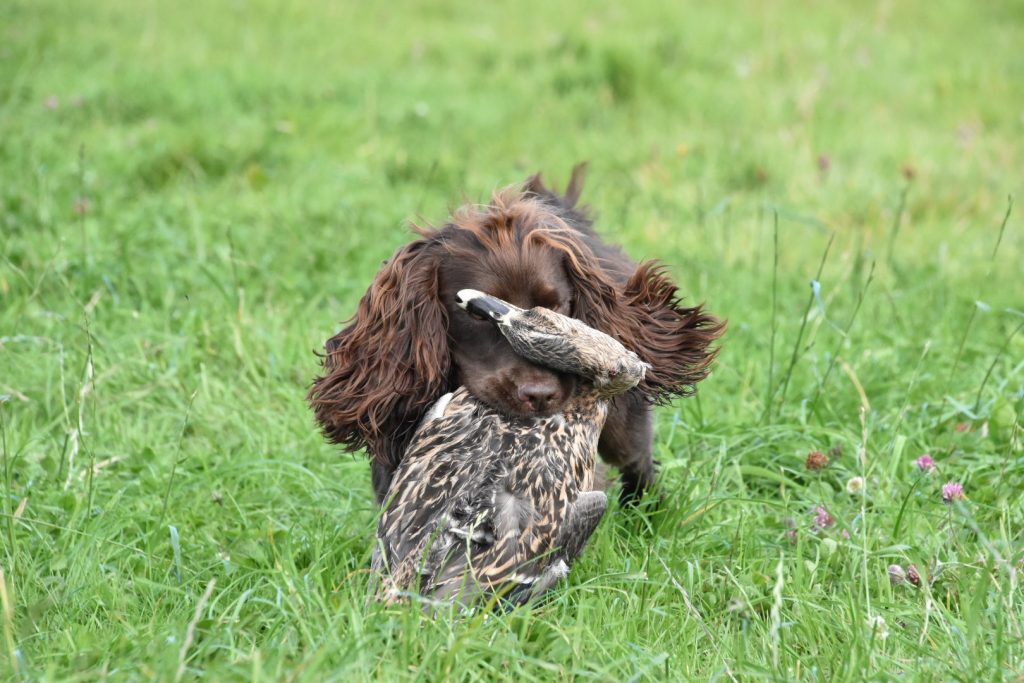 pre shooting season training cocker spaniel