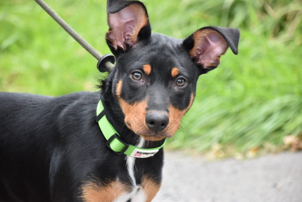 puppy training Australian Kelpie 