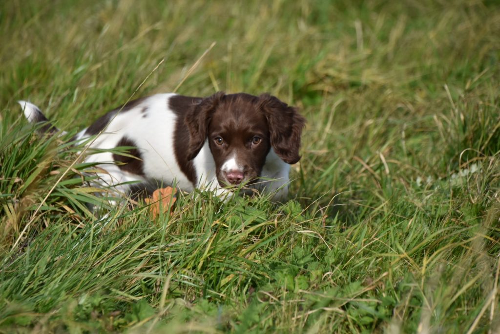 Puppy training the tessleymoor way