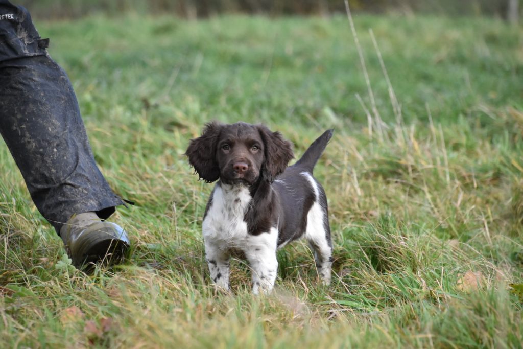 Gundog puppy training springer spaniel
