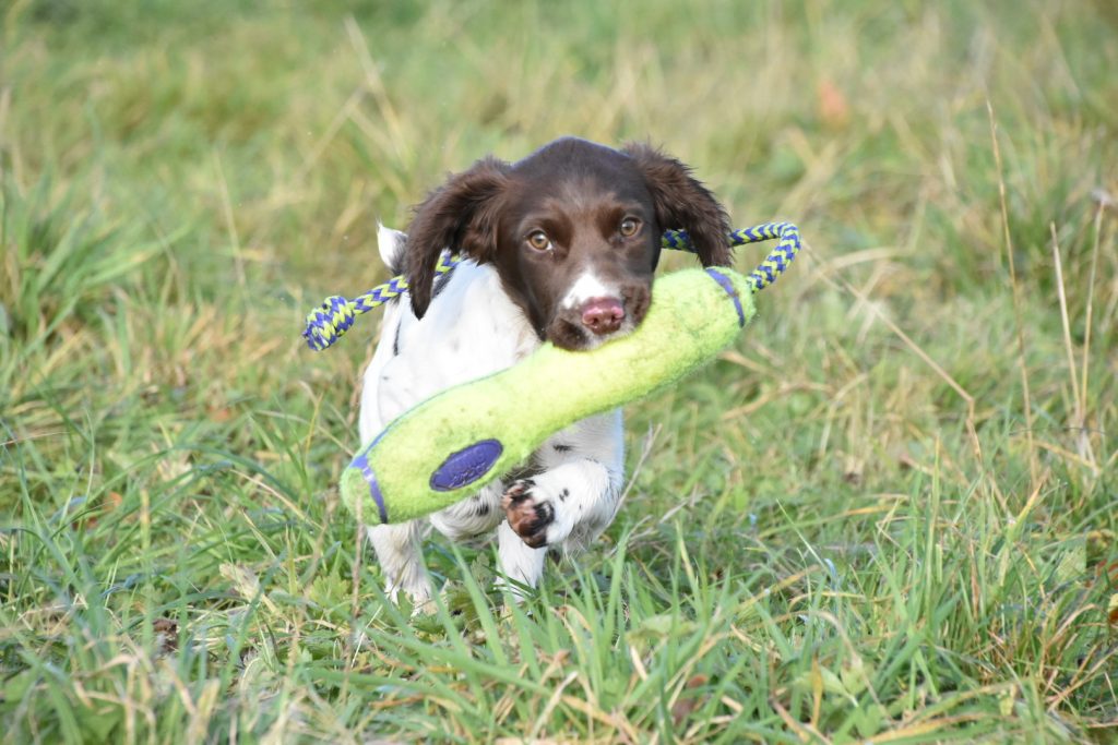 HOW TO TRAIN A SMALL DOG/ PUPPY TO HEEL! If You Can't Do This DON'T MOVE  ON! - YouTube