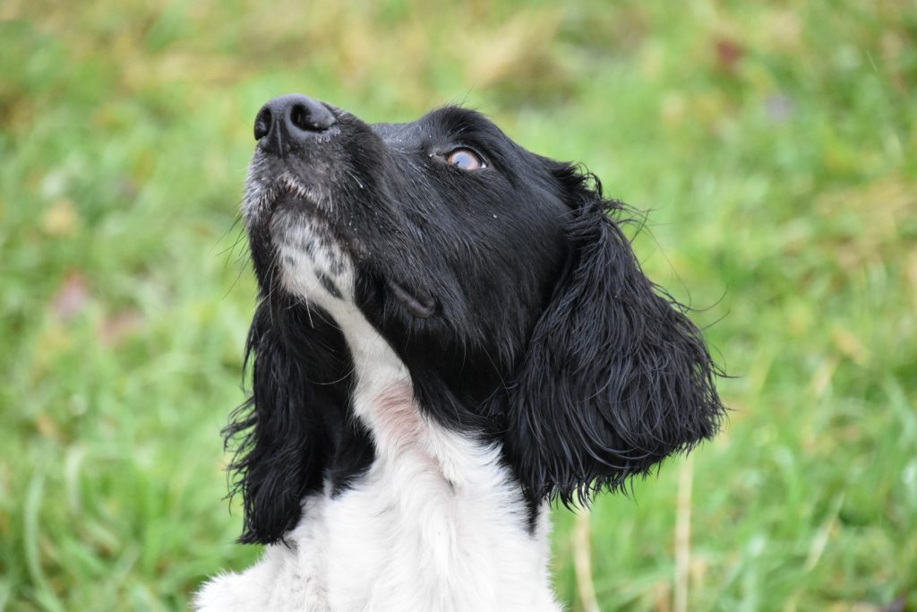 Gundog training tessleymoor way springer spaniel