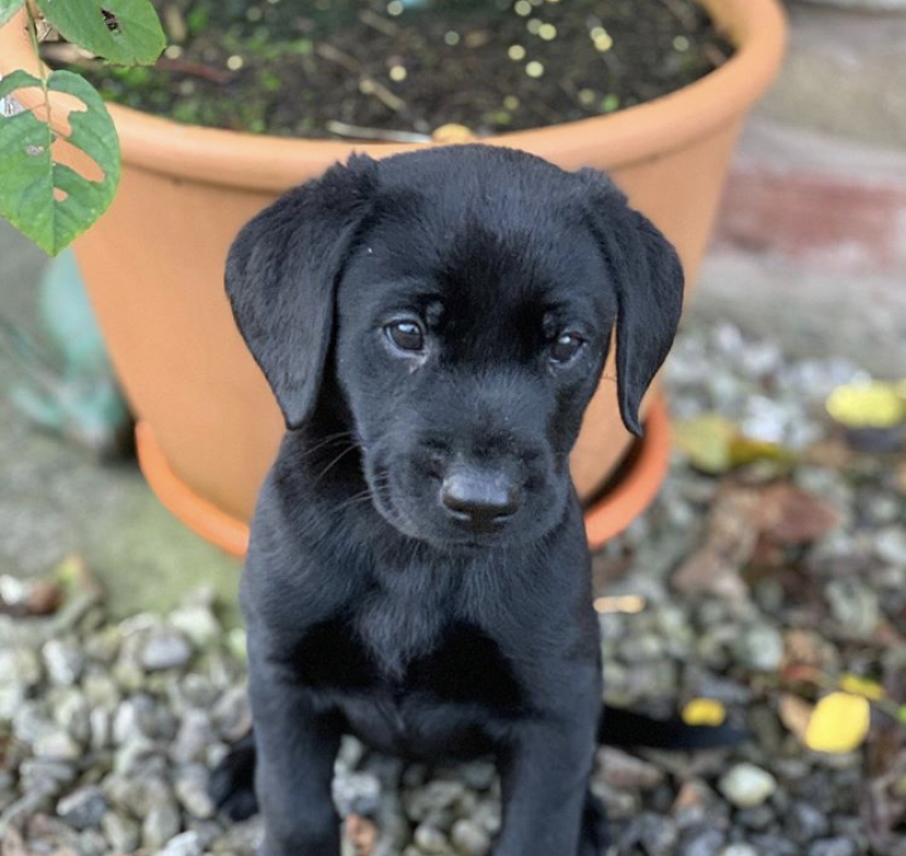 Think before buying a puppy Christmas