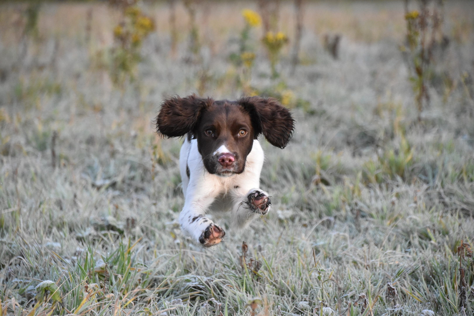 Puppy Training At 15 Weeks Springer Spaniel Tessleymoor