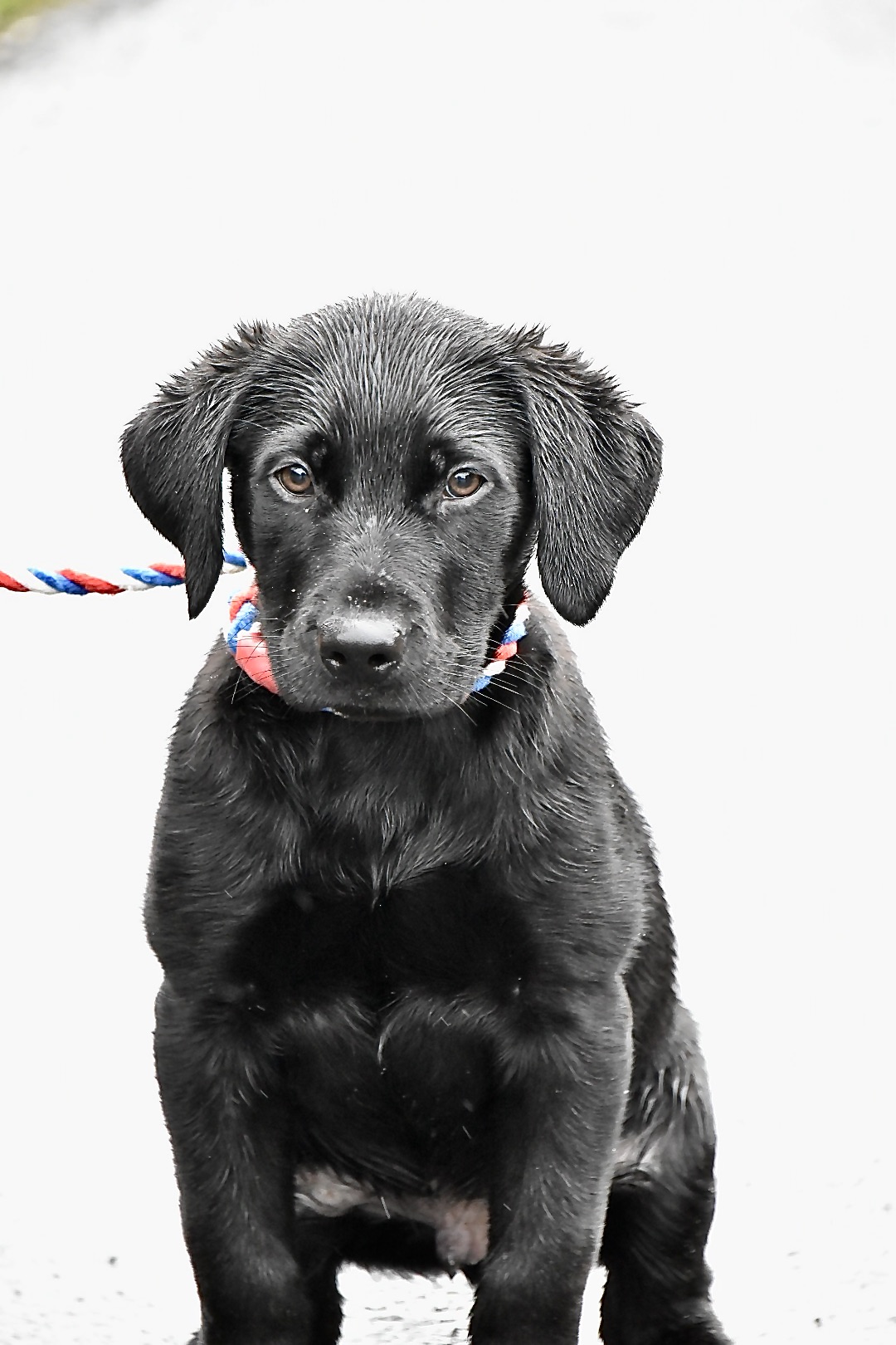 labrador puppy virtual dog training