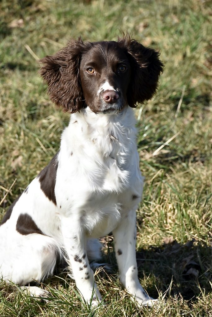 gundog training tali 6 puppy tessleymoor way