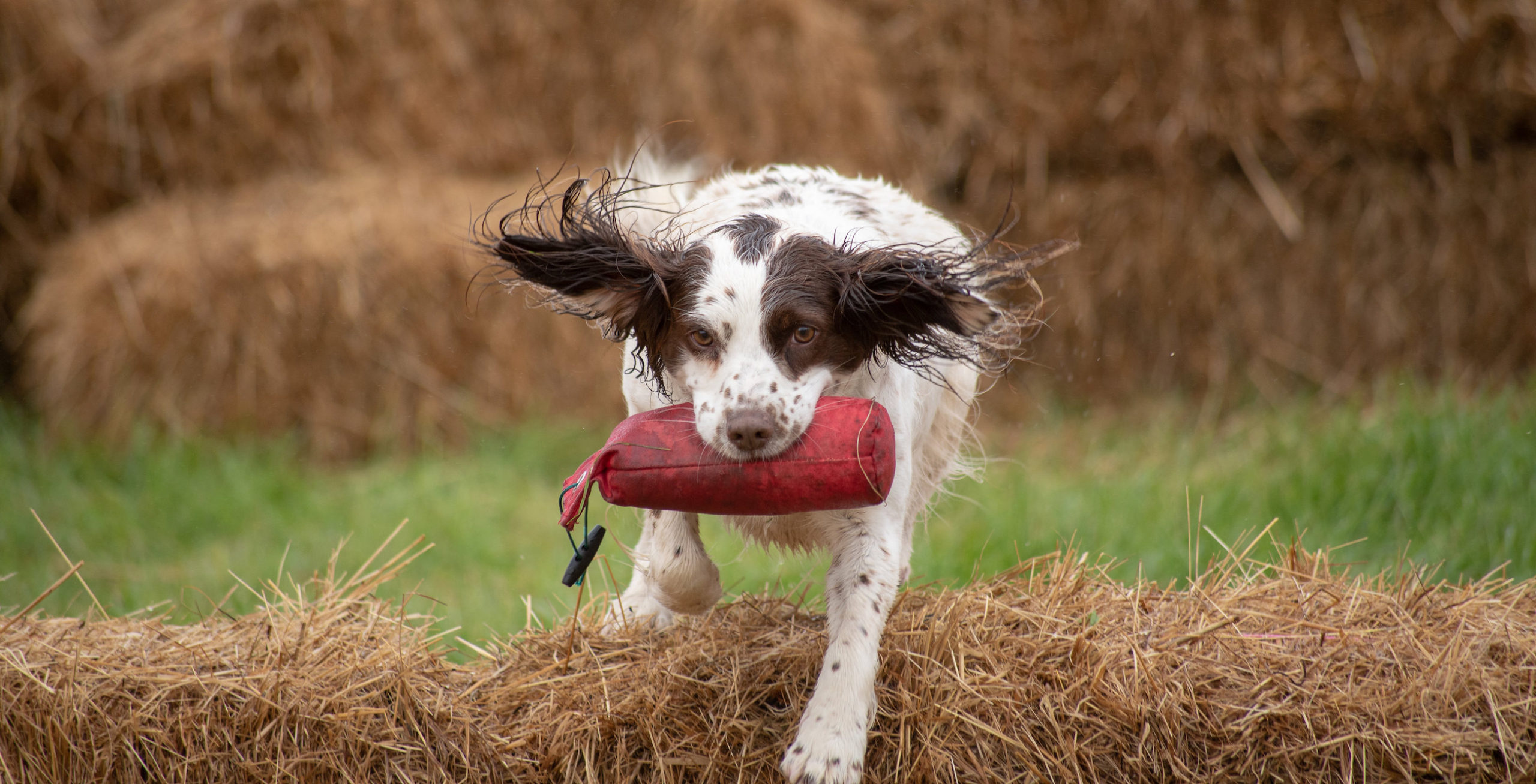 tessleymoor dog behavioural training