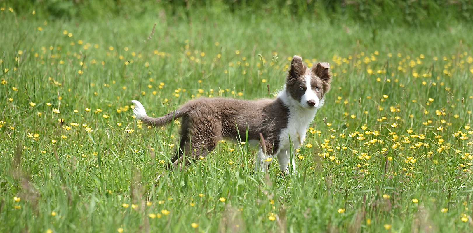 story of tessleymoor skye