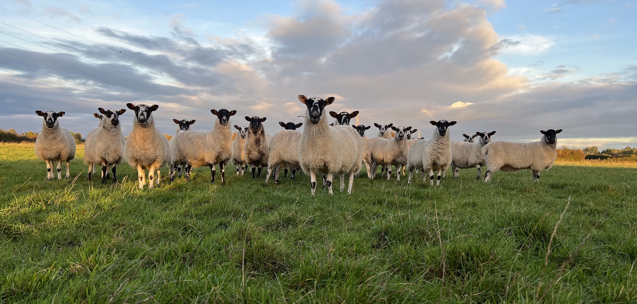 Tessleymoor Farm Flock