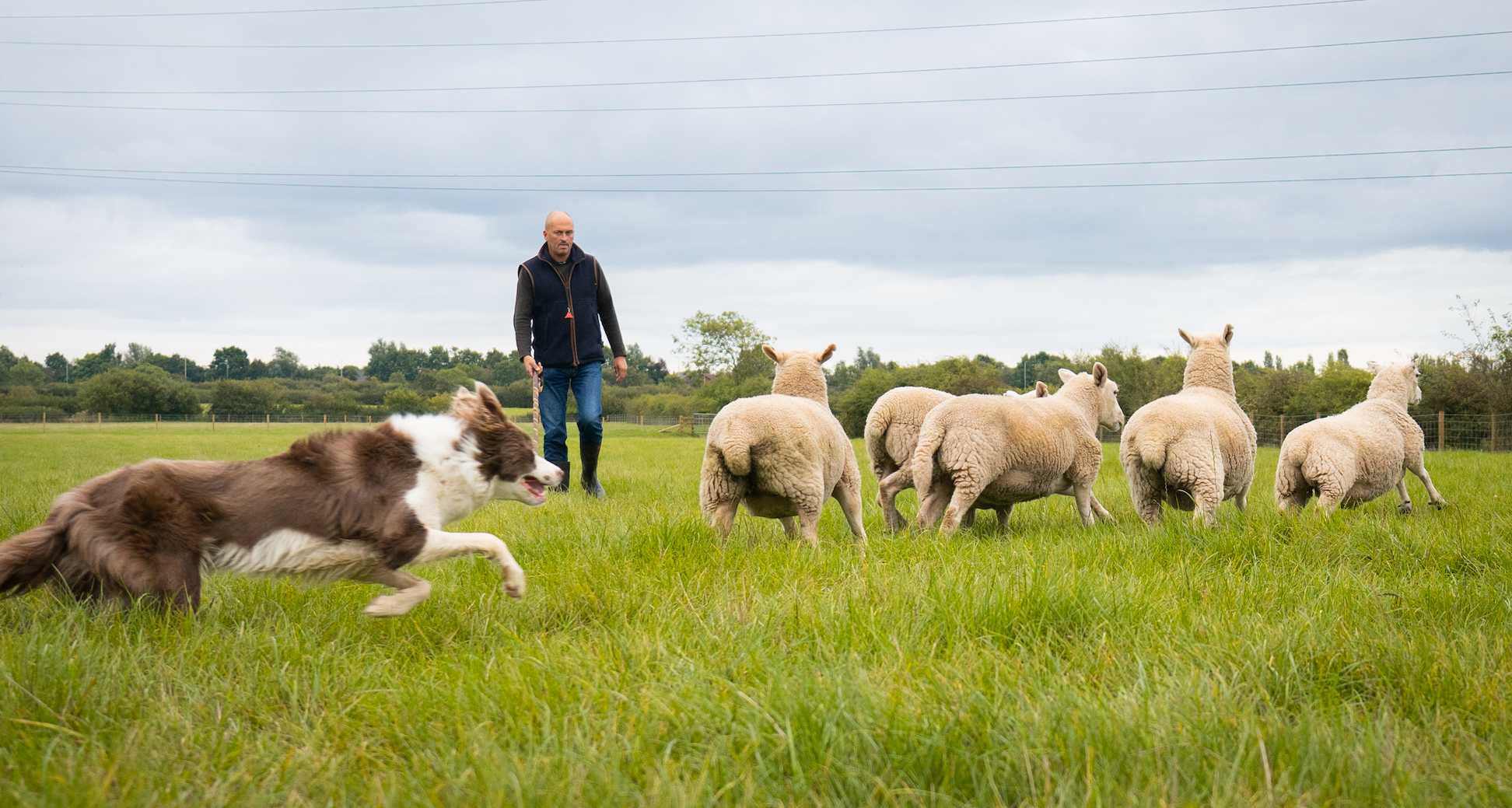 sheepdog training